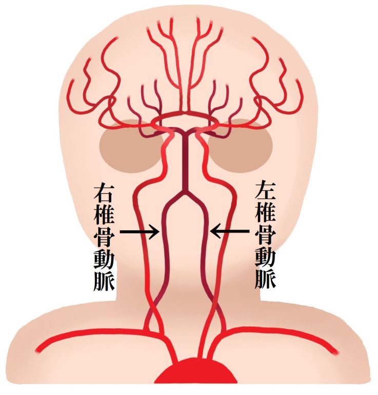 椎骨動脈